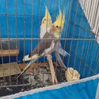 عروس هلندی