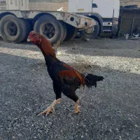 حیوانات خروس لاری|حیوانات مزرعه|اسلامشهر, ملکآباد|دیوار