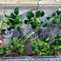 گیاه آنوبیاس|ماهی|مشهد, کوشش|دیوار