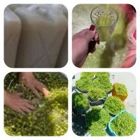 سلام آبغوره تمیز بهداشتی تازه