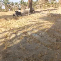 گوسفند جری ماده