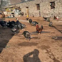 بوقلمون نر و ماده 15عدد