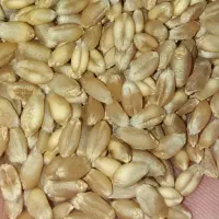 بذر گندم آبی پیشگام
