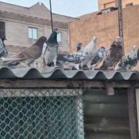 کفتر پرشی