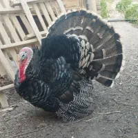 بوقلمون نر|حیوانات مزرعه|اصفهان, خاتون‌آباد|دیوار