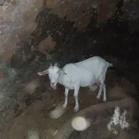 بزسانن
