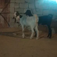 گیسه پاکستانی
