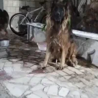 سگ ژرمن شولاین