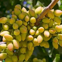 فروش نهال پسته احمد آقایی دوساله و گلدانی|خدمات باغبانی و درختکاری|سیرجان, |دیوار
