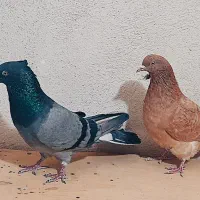 کفتر هم نقش هم پرش