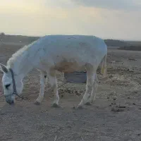 الاغ خر گله|حیوانات مزرعه|فرمهین, |دیوار