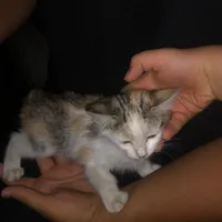 گربه دوماهه ماده
