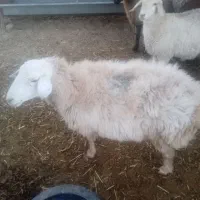 میش تازه شیره انداخته از شیره صاف