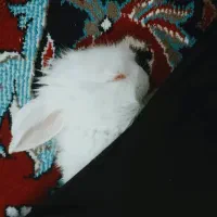 خرگوش