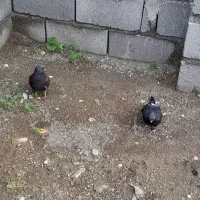 کفتر بفروش|پرنده|میناب, |دیوار