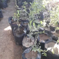 نهال کنار پیوندی انبه مهلی|خدمات باغبانی و درختکاری|بندر گناوه, |دیوار