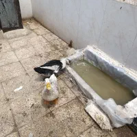 دوعدد اردک ماده تخم گذارجوان