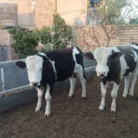 گوساله|حیوانات مزرعه|تاکستان, |دیوار