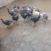 بوقلمون|حیوانات مزرعه|صحنه, |دیوار