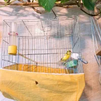 قناری نر|پرنده|جونقان, |دیوار