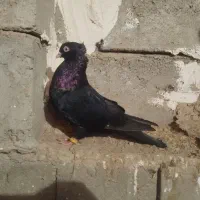 دوتا کبوتر فره دوتا سیاه