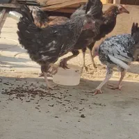 جوجه مرغ محلی|حیوانات مزرعه|نوبندگان, |دیوار