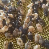 جوجه اردک محلی