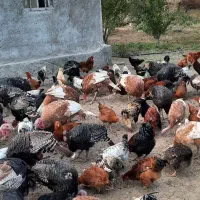 مرغ و خروس و بوقلمون محلی