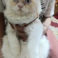 واگذاری گربه پرشین