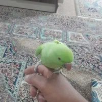 طوطی|پرنده|برخوار, |دیوار