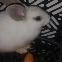 خرگوش