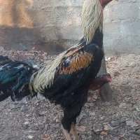 جوجه لاری و تخم مرغ لاری