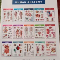 کالبد شناسی آناتومی بدن انسان علوم ورزشی پزشکی|کتاب و مجله آموزشی|مشهد, جانباز|دیوار