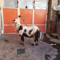 میش قوچ پلنگی|حیوانات مزرعه|بروجرد, |دیوار