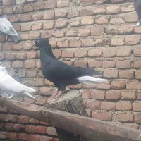 کبوتر|پرنده|نقده, |دیوار
