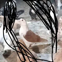 کفتر