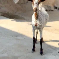 گل توپی|حیوانات مزرعه|قم, بلوار امین و ساحلی|دیوار