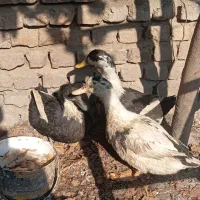 مرغ وخروس محلی اصیل|حیوانات مزرعه|جلین, |دیوار