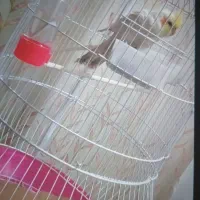 پرنده گمشده