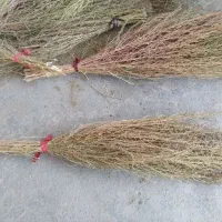 جارو