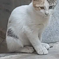 ۵ بچه گربه ملوس به همراه مادرشان واگذار می گردد|گربه|تهران, تختی|دیوار