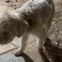 واگذاری سگ رایگان