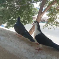 یک جفت ساده سیاه|پرنده|مشهد, شهرک شیرین|دیوار