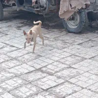 پاکوتاه ماده