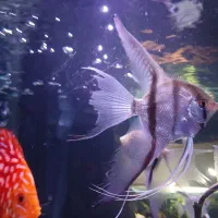 آنجل.فرشته ماهی