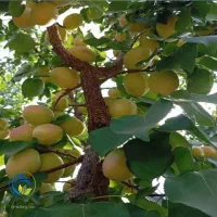 نیرو جهت شرکت تولیدی