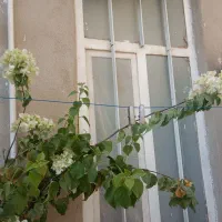 گل کاغذی