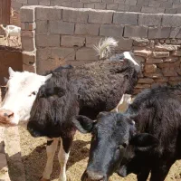 دوگوساله ماده