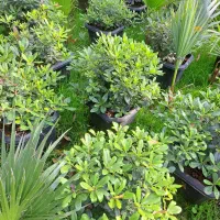 پیتسپروم.پالم.نوئل.یوکا|گل و گیاه طبیعی|کلاچای, |دیوار