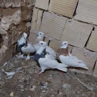 کفتر چهار عدد طوقی هفترنگ جوانه بدون عیب عروسک|پرنده|تربت‌حیدریه, رضاشهر|دیوار